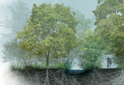 image d'arbres dans un parc