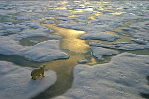 Banquise fissurée avec un ours blanc