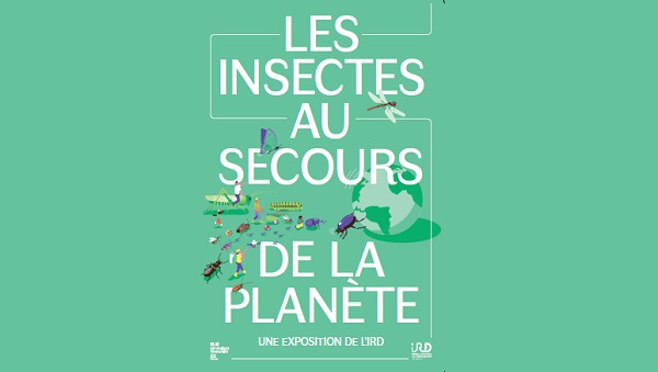 Planisphère et insectes