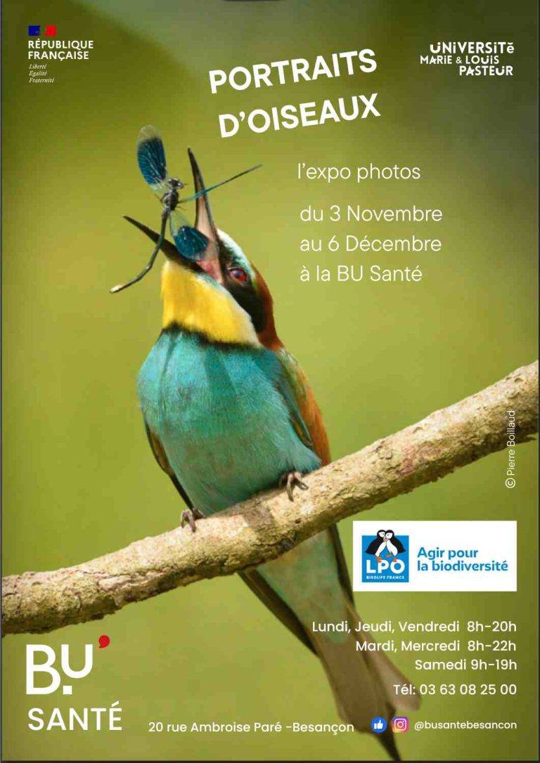 Verdier gobant une demoiselle