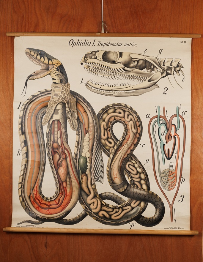 Planche atanomique patrimoniale de serpent (UMLP)